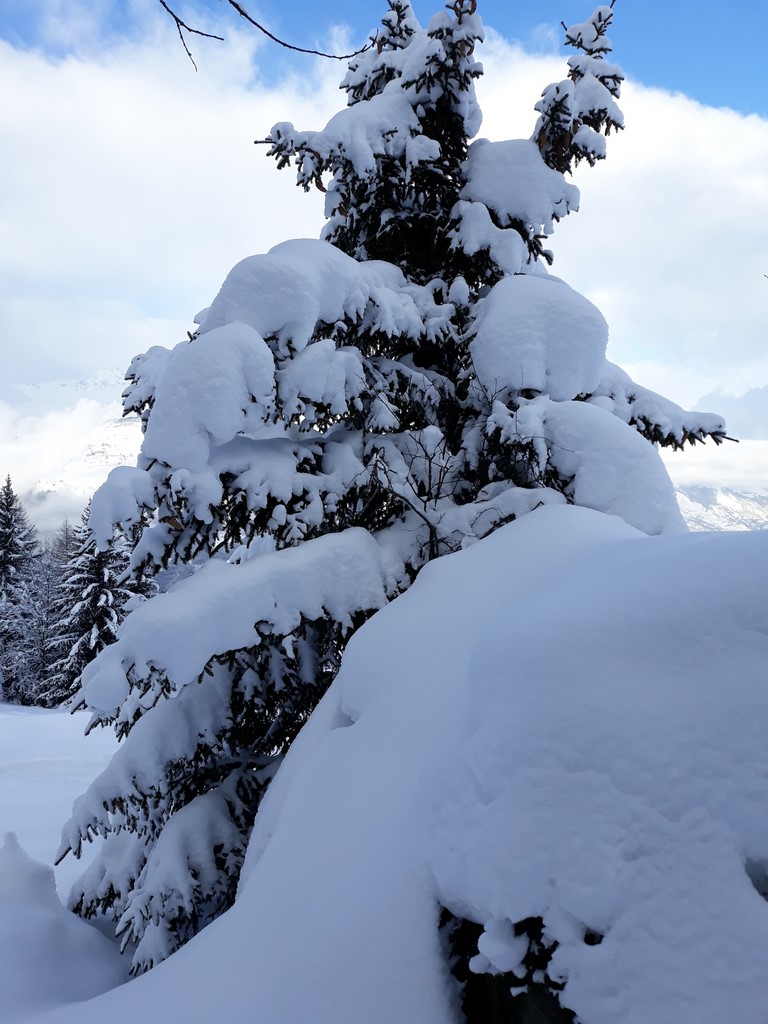 mélèze et neige