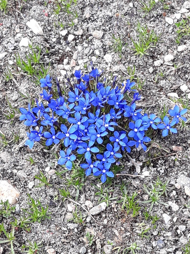 fleurs bleues