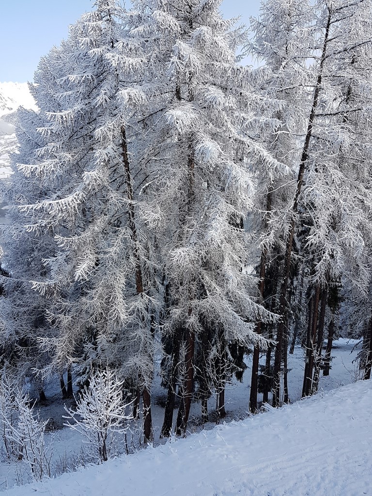 neige et mélèzeq